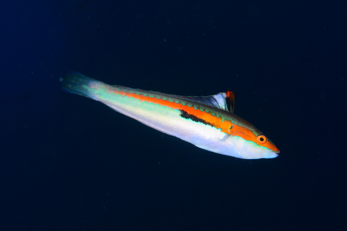 Mediterranean Rainbow Wrasse